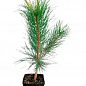 Сосна Орегонская 4-х летняя (Рinus ponderosa) С3, высота 60-70см цена