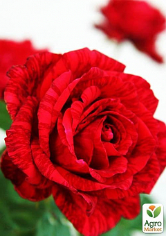 Троянда чайно-гібридна "Ред Інтуішн"2