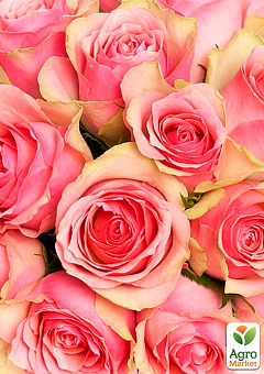 Троянда чайно-гібридна "Belle Rose" у контейнері, вищий сорт22