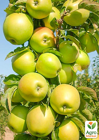 Яблуня колоновидна «Дюймовочка» (морозостійкий сорт, середній термін дозрівання)