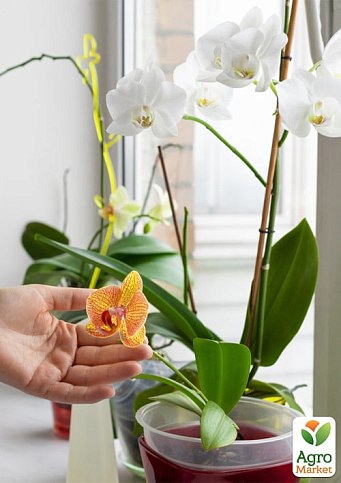 Аплікатор для орхідей COMPO 1*30мл, 50 шт у диспенсері (3275) - фото 3