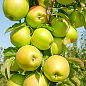 Яблуня колоновидна «Дюймовочка» (морозостійкий сорт, середній термін дозрівання)