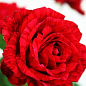 Троянда чайно-гібридна "Ред Інтуішн"