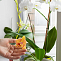Аплікатор для орхідей COMPO 1*30мл, 50 шт у диспенсері (3275) цена