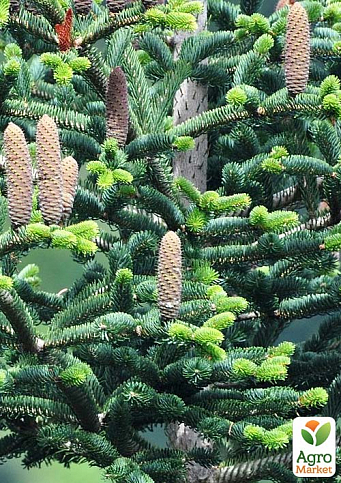 Пихта Греческая 5-и летняя (Abies cephalonica) высота 40-50 см - фото 2