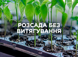 Міцна розсада без витягування: умови та догляд | Agro-market