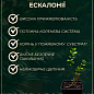Ескалонія "Donard Radiance"