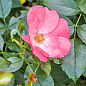 LMTD Роза 2-х летняя "Pink Blanket" (укорененный саженец в горшке, высота 25-35см)