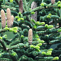 Пихта Греческая 5-и летняя (Abies cephalonica) высота 40-50 см купить