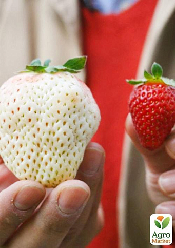 Полуниця "Білий швед" (середній термін дозрівання, один з найбільш незвичайних сортів)