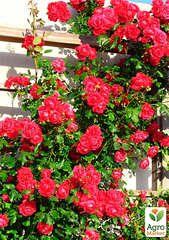 Троянда плетиста "The Prince's Trust" (саджанець класу АА+) вищий сорт - фото 2