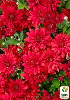Хризантема мультифлора шарообразная "Sorini Red" 2