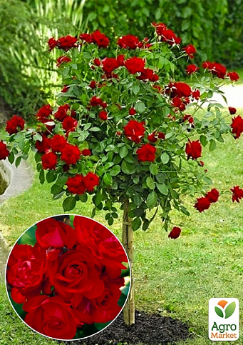 Окулянти Троянди на штамбі «Satchmo»