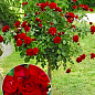 Окулянты Розы на штамбе «Satchmo»