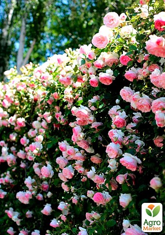 Роза английская плетистая "Сердце розы" (саженец класса АА+) высший сорт - фото 4