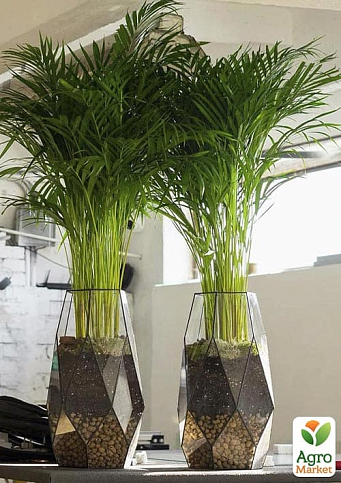 LMTD Пальма Дипсис "Dypsis lutescens" висота 40-50см - фото 5