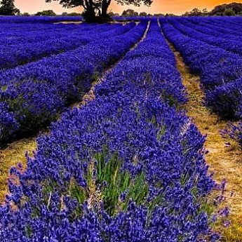 Эксклюзив! Лаванда английская узколистная фиолетово-синяя "Марсель ...