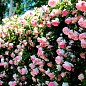 Роза английская плетистая "Сердце розы" (саженец класса АА+) высший сорт