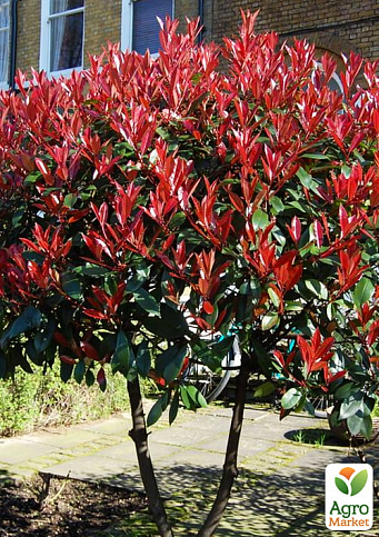 Фотинія Фразера "Red Robin" вазон С3, висота 25-60см - фото 3