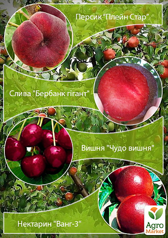 Дерево-сад "Мультифрукт" Персик1+Слива+Вишня+Персик2