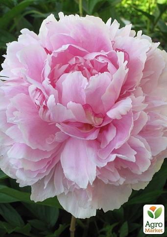 Пион травянистый "Долороделл" 1шт в упаковке