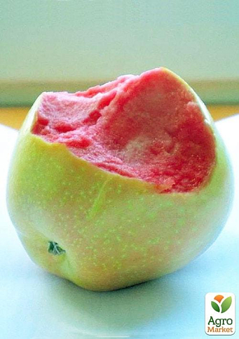 Яблоня "Пинк Перл" (осенний сорт, средний срок созревания)