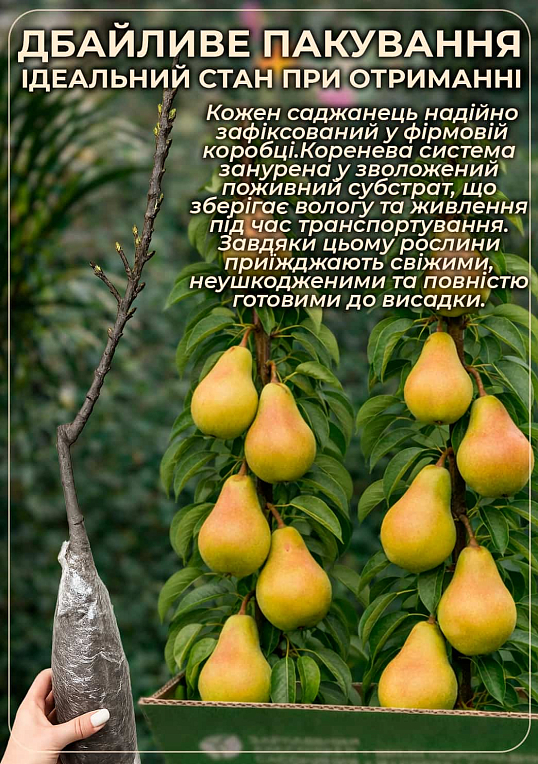 Азиатская груша "Дайсуле" (летний сорт) - фото 3