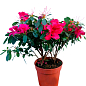 Рододендрон комнатный "Red" 