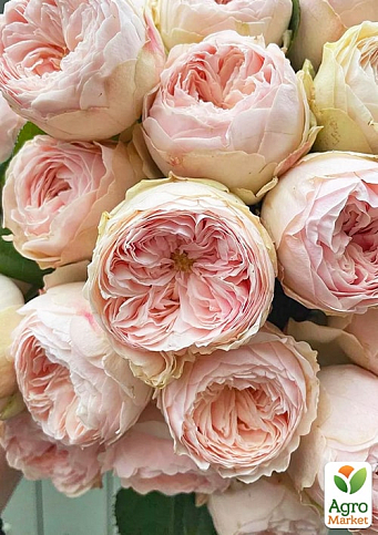 Роза кустовая "Менсфилд парк" (Mansfield Park) (саженец класса АА+) высший сорт - фото 6