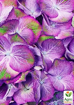 Гортензия крупнолистная 2-х летняя "Sweet Lips Purple" высота саженца 25-45см29