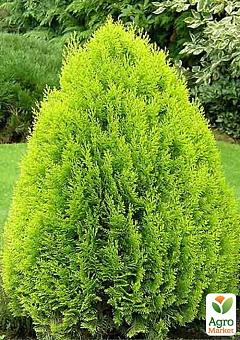 Туя 5-річна східна "Pyramidalis Aurea" С3, висота 50-60 см22