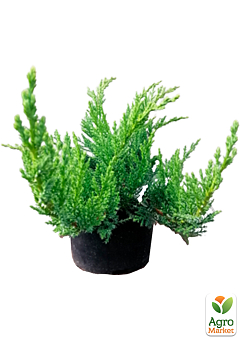 Ялівець  козацький "Tamariscifolia" С2, висота 25-30см20