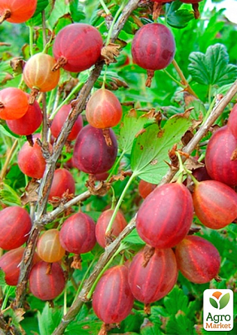 Крыжовник "Элегант" (средне-ранний срок созревания)