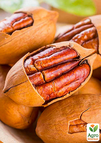 Орех Пекан "Columbian" 4-х летний саженец (ранний срок созревания)