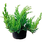 Можжевельник казацкий "Tamariscifolia" С2, высота 25-30см купить