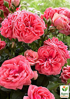 Роза флорибунда "Кимоно" (саженец класса АА+) высший сорт1