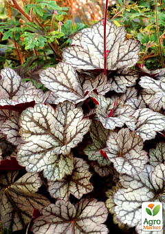 Гейхера (Heuchera) "Marvelous Marble Silver"  1 саженец в упаковке