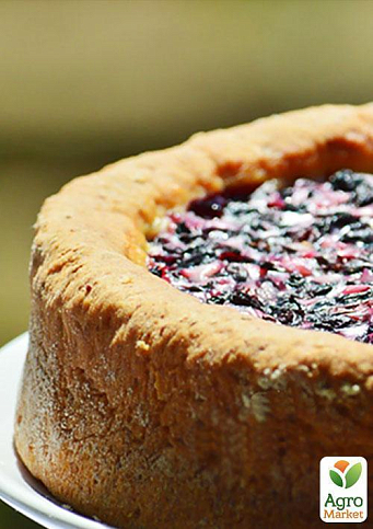 Жимолость "Нимфа" (средний срок созревания, один из ведущих сортов) - фото 5