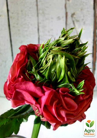 Роза чайно-гибридная "Red Lollipop" (саженец класса АА, высший сорт)