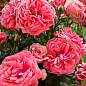 Троянда флорибунда "Кімоно" (саджанець класу АА+) вищий сорт 