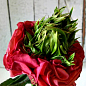 Роза чайно-гибридная "Red Lollipop" (саженец класса АА, высший сорт)