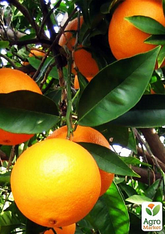 Апельсин "Навелина"1