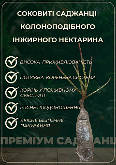 Нектарин інжирний колоноподібний "Oriola"4