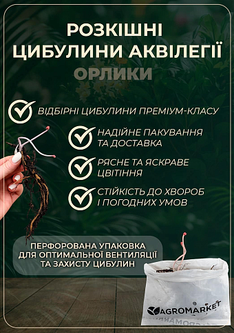 Аквилегия махровая "Ruby Port" 1 шт в упаковке - фото 2