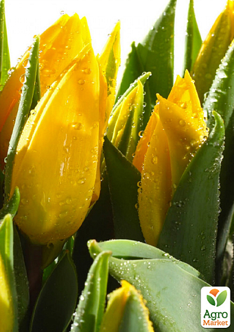 Тюльпан "Big Smile" 