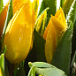 Тюльпан "Big Smile" 