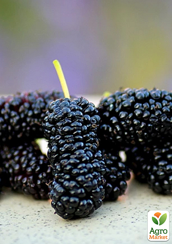 Шелковица привитая крупноплодная "Бессемянная черная" (летний сорт, средний срок созревания) - фото 2