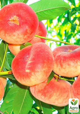Инжирный персик "Инжирный ранний" (летний сорт, ранний срок созревания) - фото 4