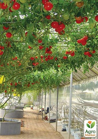 Тамарілло (томатне дерево) екзклюзів NEW - фото 3