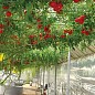 Тамарілло (томатне дерево) екзклюзів NEW цена